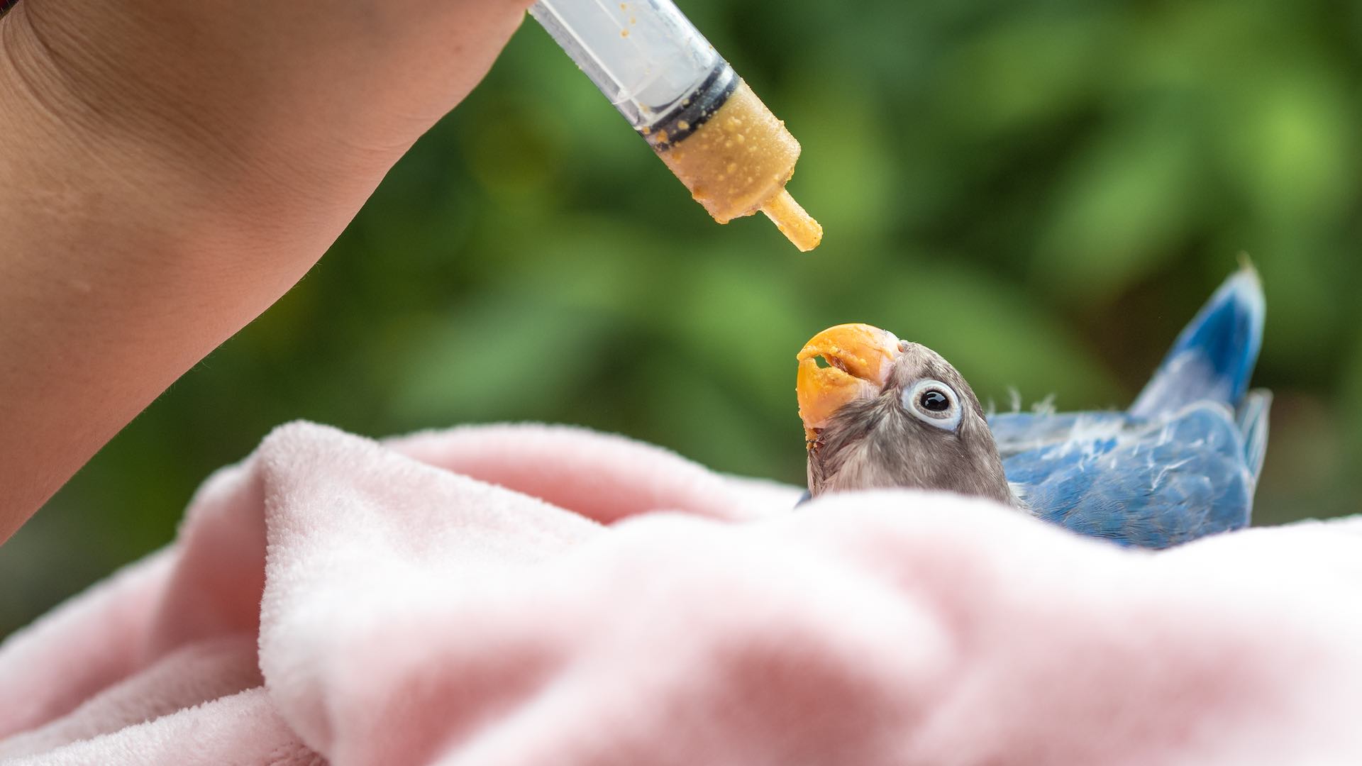 South American wildlife ravaged by H5N1 bird flu outbreak